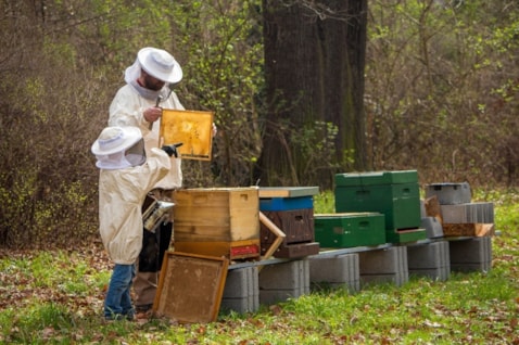 Beekeeper in gear near hives